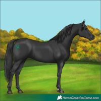 Horse Color:Black 