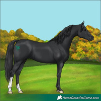 Horse Color:Black 