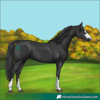 Horse Color:Black 