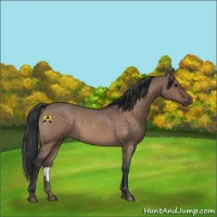 Horse Color:Brown Roan Dun 
