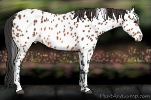 Horse Color:Bay Tobiano Near Leopard