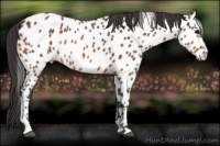 Horse Color:Bay Tobiano Near Leopard 