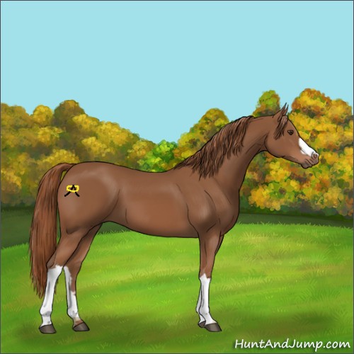 Horse Color:Chestnut 