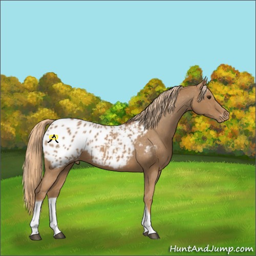 Horse Color:Chestnut Tobiano Blanket 
