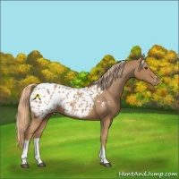 Horse Color:Chestnut Tobiano Appaloosa 