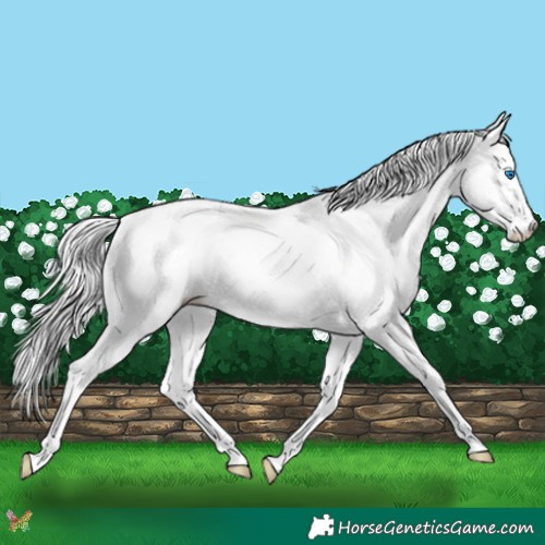 Horse Color:Platinum Chocolate Perlino Splash 