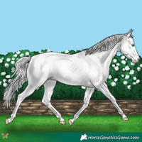 Horse Color:Platinum Chocolate Perlino Splash