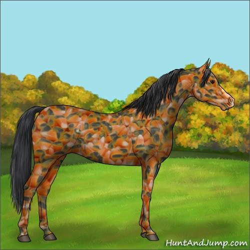 Horse Color:Black 