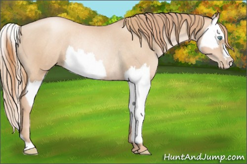 Horse Color:Gold Champagne Pearl Rabicano and Gold Champagne Pearl Splash Rabicano