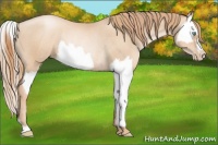 Horse Color:Gold Champagne Pearl Rabicano  and Gold Champagne Pearl Splash Rabicano 