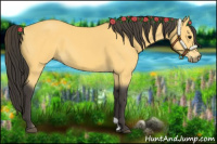 Horse Color:Buckskin 