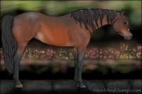 Horse Color:Bay Roan 
