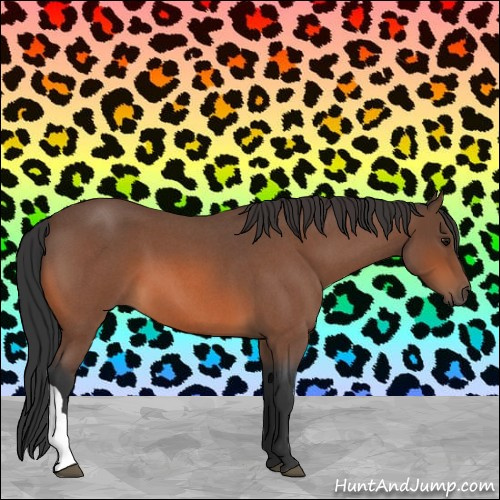 Horse Color:Bay Roan 