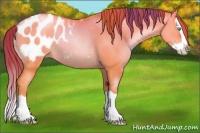 Horse Color:Chocolate Sable Champagne Pearl Dun Splash Blanket Rabicano 