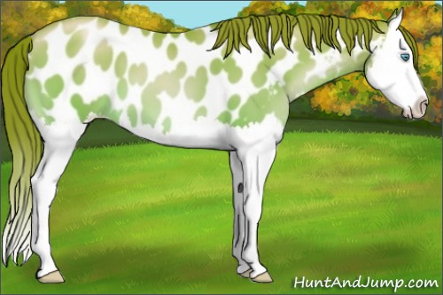 Horse Color:Chocolate Sable Champagne Pearl Splash Appaloosa 