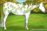 Horse Color:Chocolate Sable Champagne Pearl Splash Near Leopard 