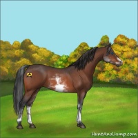 Horse Color:White Spotted Bay Roan Frame 