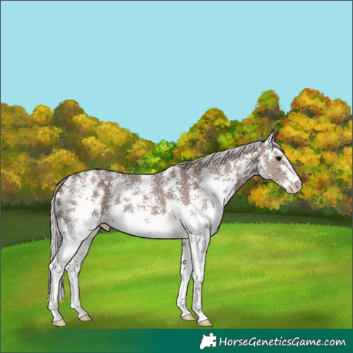 Horse Color:Silver Black Sabino 