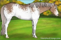 Horse Color:White Spotted Silver Brown Dun 