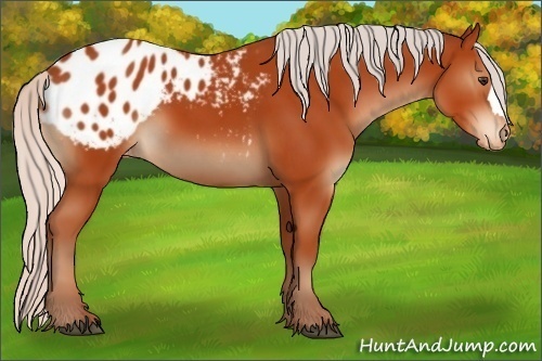 Horse Color:Silver Bay Appaloosa 