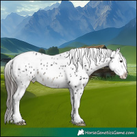 Horse Color:White Spotted Brown Appaloosa 