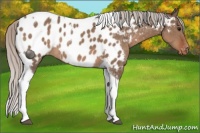 Horse Color:Silver Brown Dun Tobiano Near Leopard 