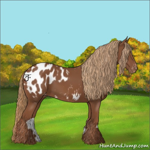 Horse Color:Chestnut Appaloosa 