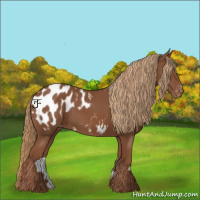 Horse Color:Chestnut Appaloosa