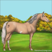 Horse Color:Silver Amber Champagne Frame 