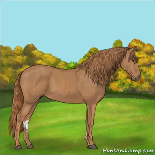 Horse Color:Chestnut 