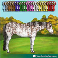 Horse Color:Bay Sabino Rabicano  and Gray Bay Sabino Rabicano 