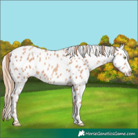 Horse Color:Gold Champagne Appaloosa 