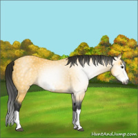 Horse Color:Gray Buckskin Splash Frame 