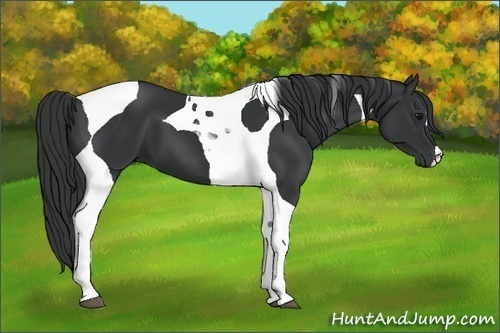 Horse Color:Black Tobiano 