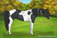 Horse Color:Black Tobiano 