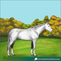 Horse Color:Gray Brown 