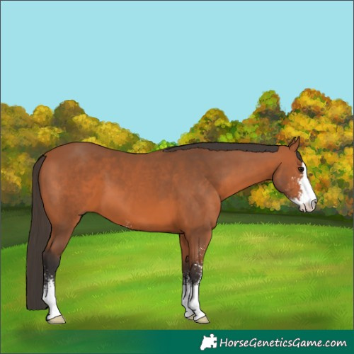 Horse Color:Bay Sabino 