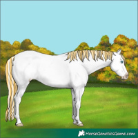 Horse Color:Painted Chocolate Palomino Ice Pearl Frame Appaloosa
