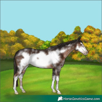 Horse Color:White Spotted Liver Chestnut Frame