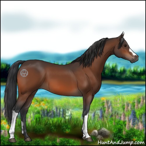 Horse Color:Bay 