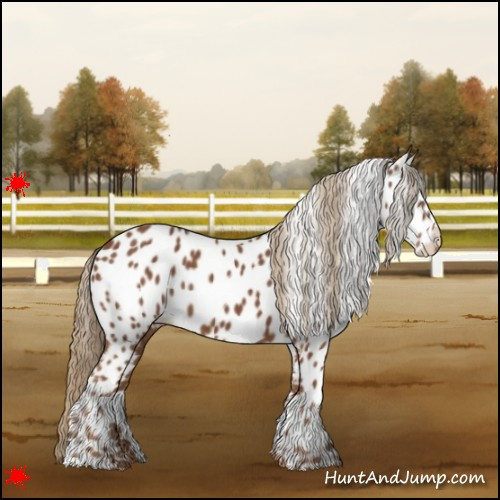 Horse Color:Chestnut Appaloosa