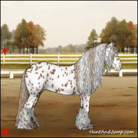 Horse Color:Chestnut Appaloosa