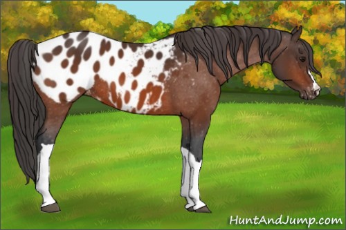 Horse Color:Bay Appaloosa 