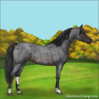 Horse Color:Brown Roan