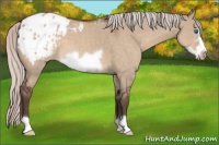 Horse Color:Silver Brown Roan Dun Frame Appaloosa 