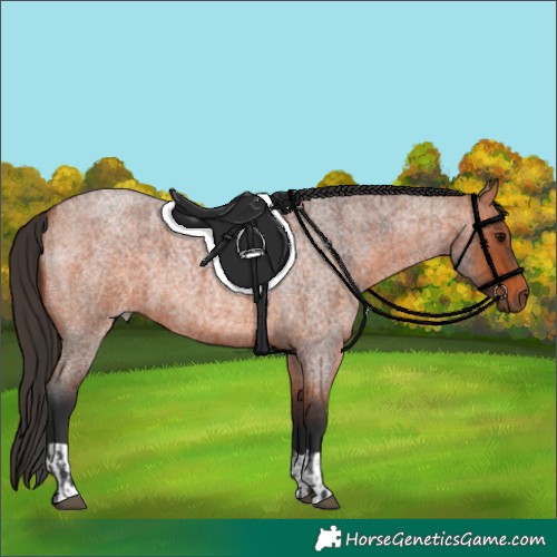 Horse Color:Bay Roan  and Bay Roan 