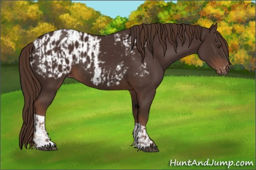 Horse Color:Liver Chestnut and Liver Chestnut Appaloosa