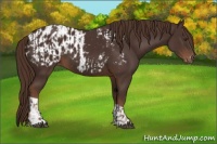 Horse Color:Liver Chestnut  and Liver Chestnut Appaloosa 