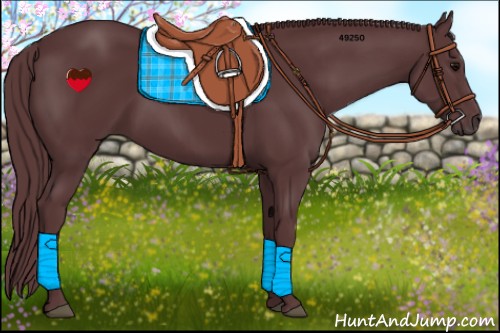 Horse Color:Chocolate Black 