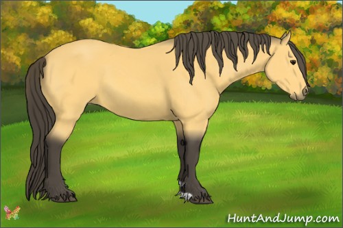 Horse Color:Buckskin 
